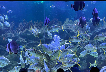 吉隆坡城中城水族馆第 33 张图片