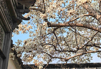 艺圃第 44 张图片
