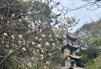 杜甫草堂第 382 张图片