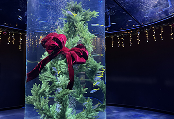 河内乐天世界水族馆第 25 张图片