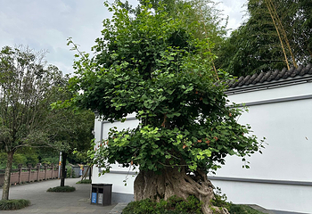 浣花溪公园第 80 张图片