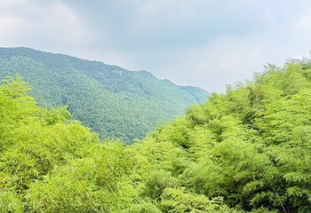天目湖南山竹海第 109 张图片