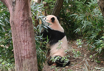 成都大熊猫繁育研究基地第 301 张图片