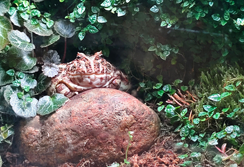 吉隆坡城中城水族馆第 61 张图片