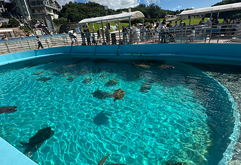 冲绳美丽海水族馆第 121 张图片