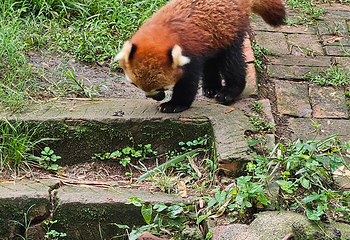 成都大熊猫繁育研究基地第 722 张图片
