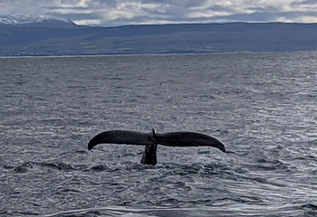 Salka Whale Watching第 19 张图片