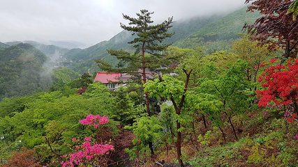 大芚山自然休养林第 5 张图片