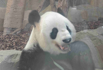 成都大熊猫繁育研究基地第 682 张图片