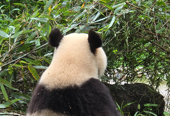 成都大熊猫繁育研究基地第 192 张图片