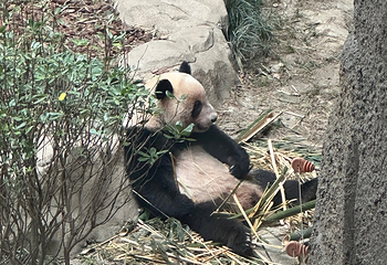 成都大熊猫繁育研究基地第 634 张图片