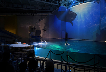 济州岛Aqua Planet水族馆第 93 张图片
