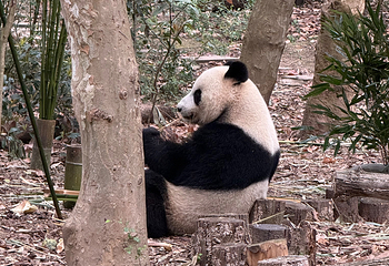 成都大熊猫繁育研究基地第 265 张图片