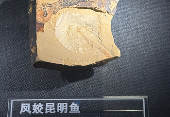 澄江化石地自然博物馆第 15 张图片