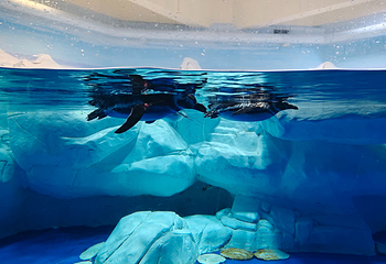 上海海洋水族馆第 104 张图片