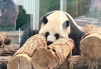 绵阳中华大熊猫苑第 8 张图片