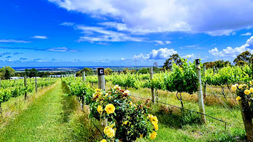 Willunga Creek Wines