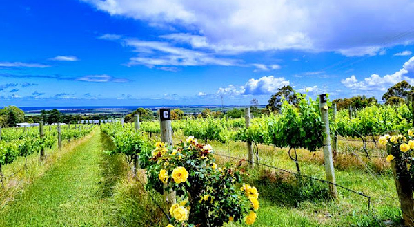 Willunga Creek Wines