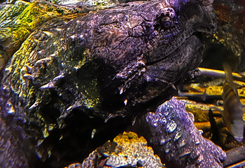 丹麦国立水族馆第 38 张图片