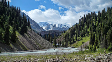 Green Oasis among a pile of stones.