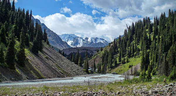 Green Oasis among a pile of stones.