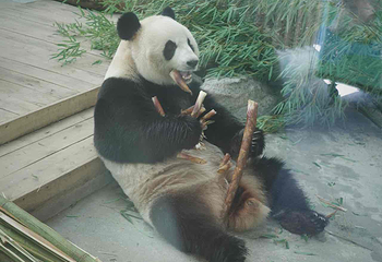 岳阳中华大熊猫苑第 10 张图片