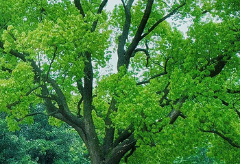 中山公园第 33 张图片