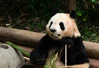 成都大熊猫繁育研究基地第 380 张图片