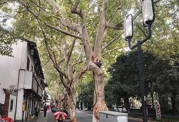 清河坊街第 72 张图片