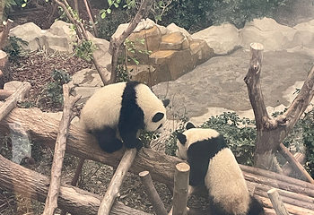 成都大熊猫繁育研究基地第 607 张图片