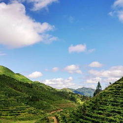 鸟王山茶园风景区