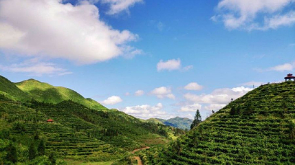 鸟王山茶园风景区第 1 张图片