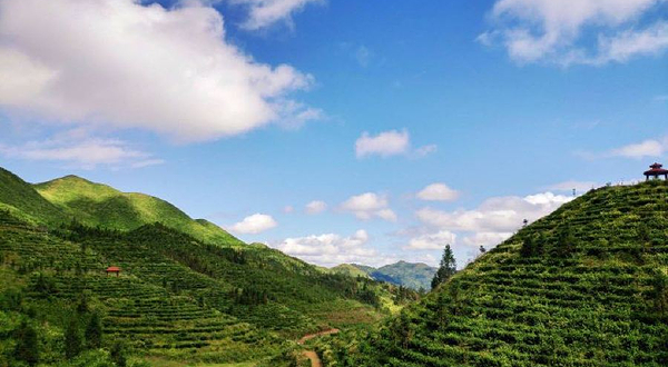 鸟王山茶园风景区
