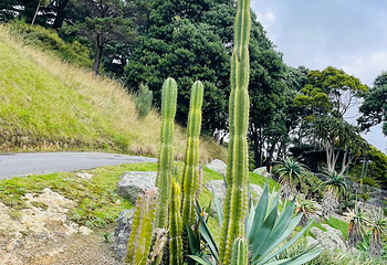 惠灵顿植物园第 40 张图片