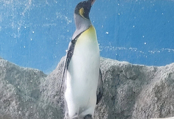 箱根园水族馆第 17 张图片