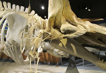 New Bedford Whaling Museum第 6 张图片