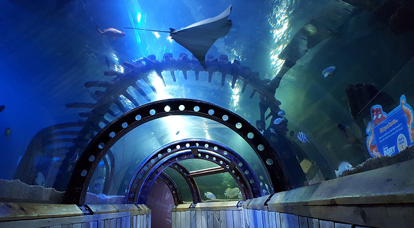 亨斯坦顿海洋生物馆