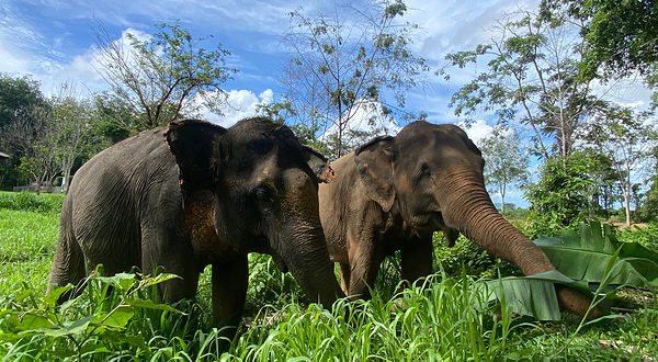 Phuket Nature Elephant Reserve