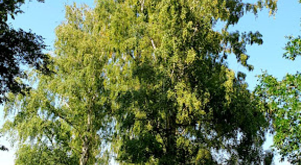 Berozovaya Alleya Botanicheskogo Sada