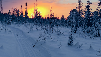 Husky Farm Husky Camp