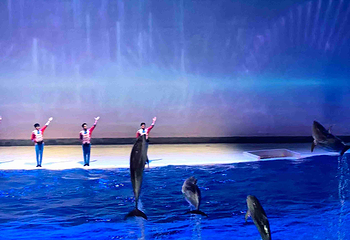 上海海昌海洋公园第 352 张图片