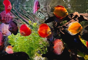 上海海洋水族馆第 77 张图片
