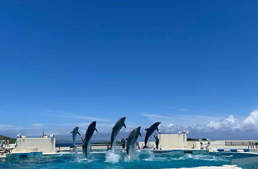 冲绳美丽海水族馆第 17 张图片