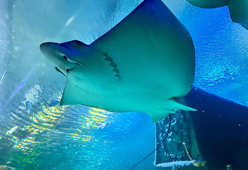 吉隆坡城中城水族馆第 31 张图片