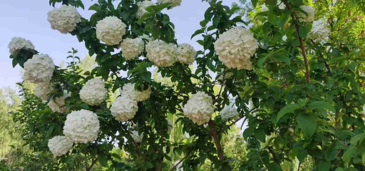 隋唐城遗址植物园第 23 张图片