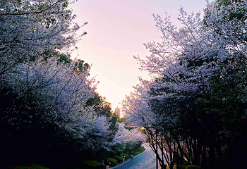 牛首山文化旅游区第 423 张图片