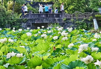 亭林园第 65 张图片