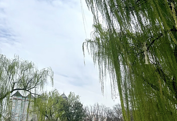 兴庆宫公园第 136 张图片