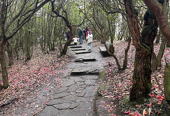 百里杜鹃风景区第 91 张图片