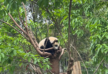成都大熊猫繁育研究基地第 371 张图片